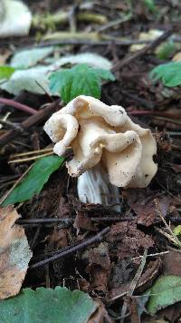 Helvella crispa image