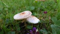 Lepiota cristata image