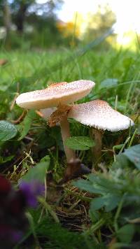 Lepiota cristata image