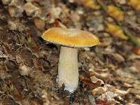 Boletus chippewaensis image