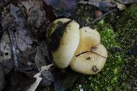 Russula foetens image