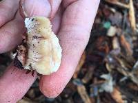 Abortiporus biennis image