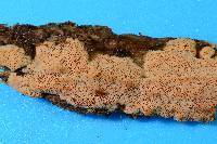 Rigidoporus crocatus image
