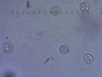 Amanita sect. Vaginatae image