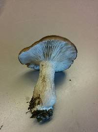 Clitocybe brunneocephala image