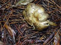 Tricholoma saponaceum image