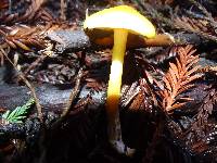 Gymnopilus aurantiophyllus image