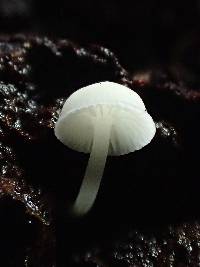 Mycena supina image