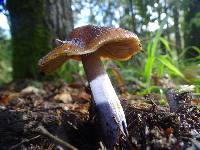 Cortinarius seidliae image