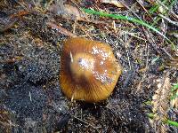 Cortinarius seidliae image