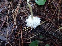 Marasmius calhouniae image