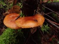Gymnopilus sapineus image