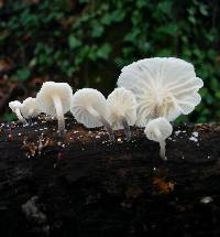 Hemimycena candida image