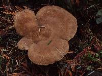 Jahnoporus hirtus image