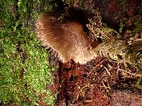 Mycena maculata image