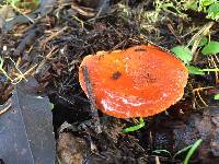 Lactarius subviscidus image