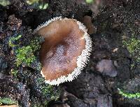 Mycopan scabripes image