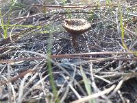 Lactarius camphoratus image