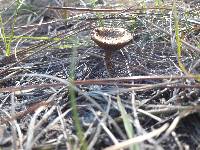 Lactarius camphoratus image