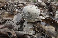 Amanita excelsa image