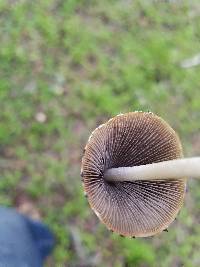 Psathyrella longipes image