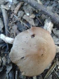 Candolleomyces tuberculatus image