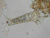 Bulbillomyces farinosus image