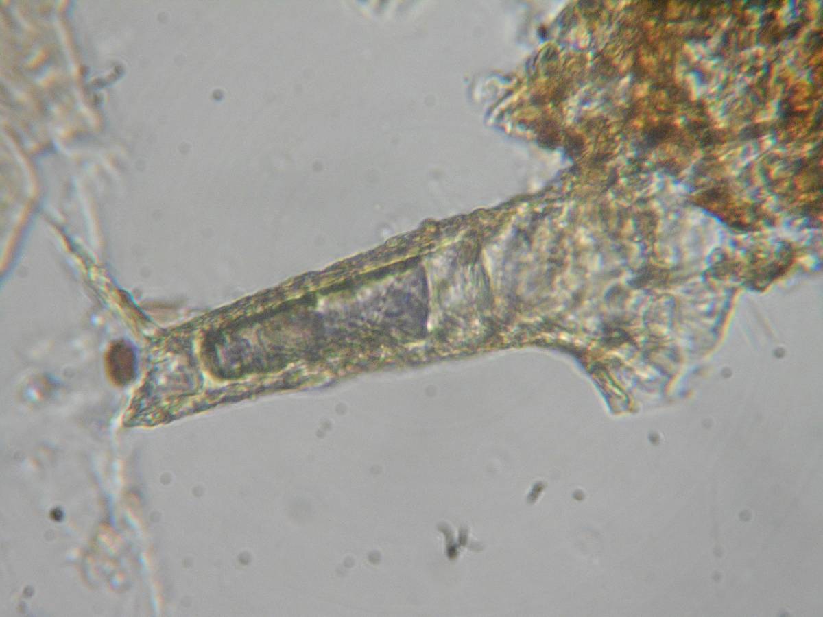 Bulbillomyces farinosus image