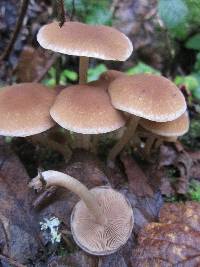 Psathyrella piluliformis image