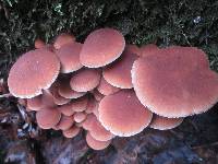 Psathyrella piluliformis image