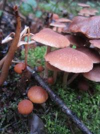 Psathyrella piluliformis image