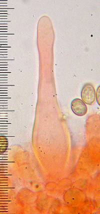 Pholiota iterata image