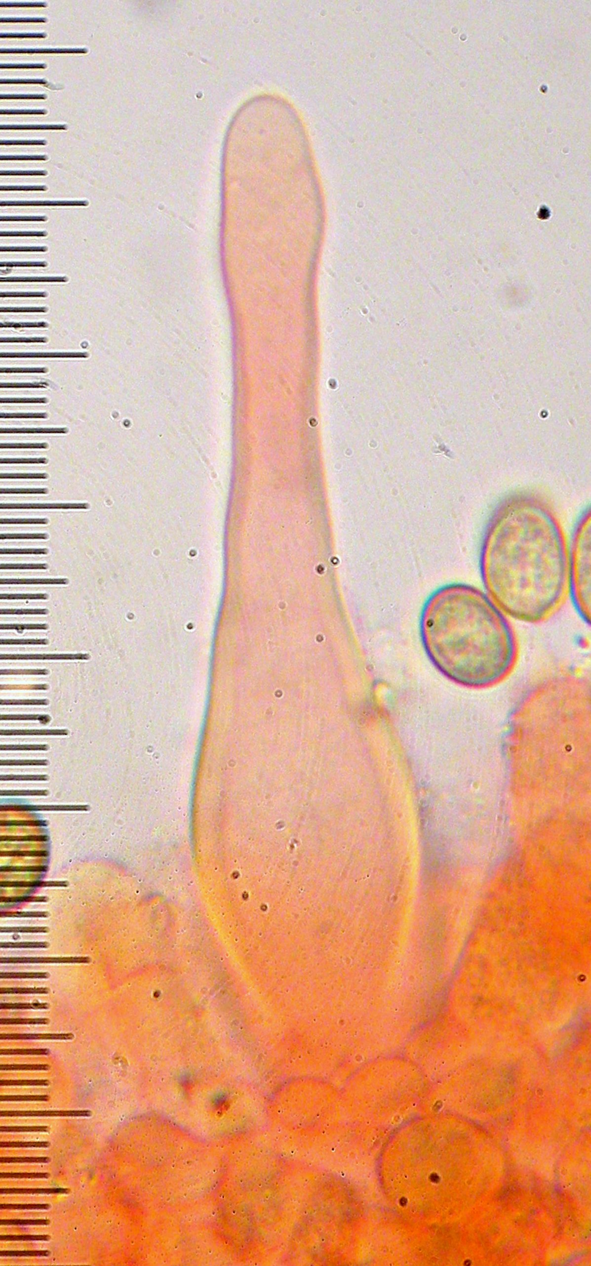 Pholiota iterata image