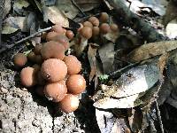 Psathyrella piluliformis image