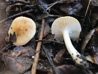 Hygrophorus roseobrunneus image