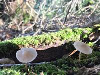 Mycena galericulata image