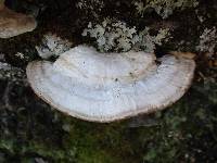 Trametes gibbosa image