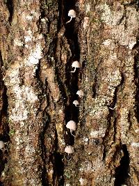 Mycena supina image