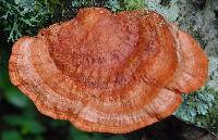 Pycnoporus sanguineus image