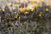 Cladonia didyma image