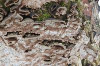 Fuscocerrena portoricensis image