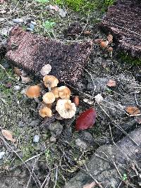 Psathyrella piluliformis image