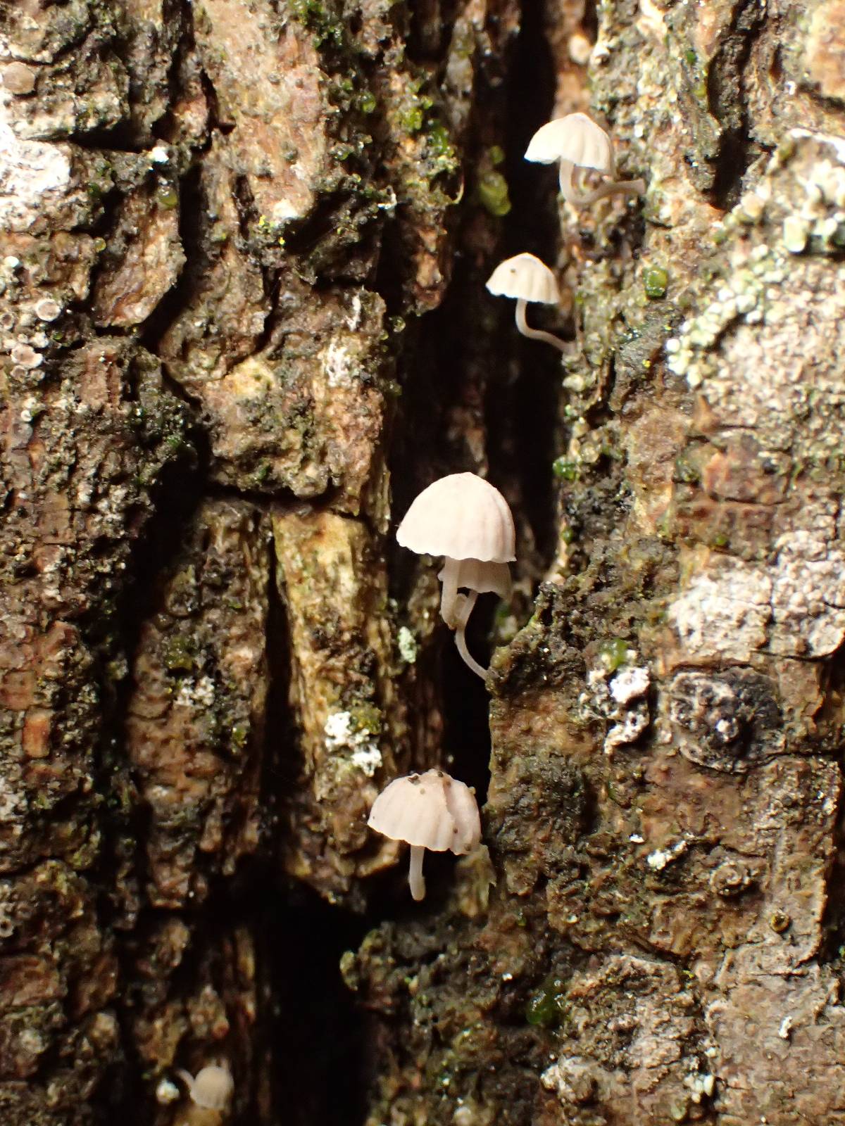 Mycena supina image
