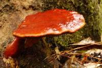 Ganoderma sessile image