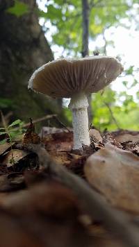 Amanita onusta image