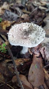 Amanita onusta image