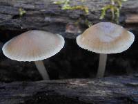 Mycena galericulata image