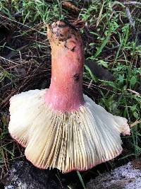 Russula rhodocephala image