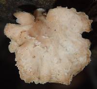 Polyporus grammocephalus image