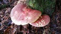 Tricholomopsis rutilans image